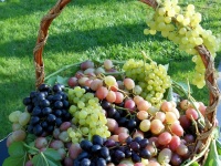 18 августа - Благословение винограда (армяне)