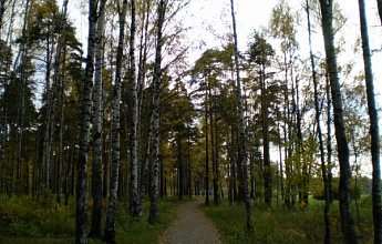 Пискарёвский лесопарк