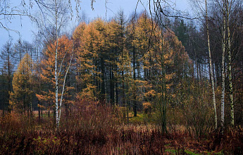 Ржевский лесопарк